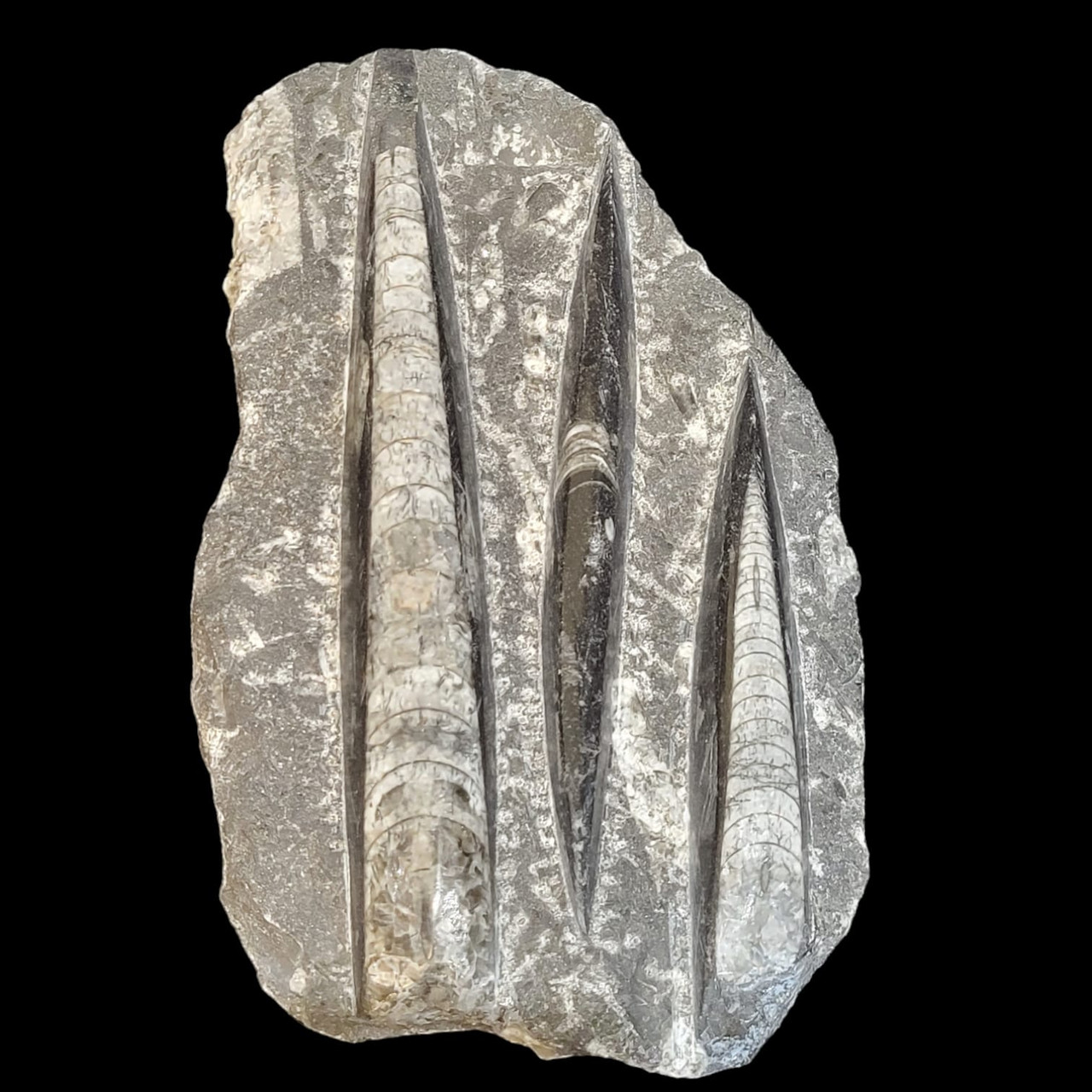 Discover Gaea Rare's Orthoceras Squid Fossil—a geological marvel representing Earth's ancient seas. Unveil the scientific intricacies of this extinct marine cephalopod, showcasing the preserved remains with characteristic long, straight shell segments.